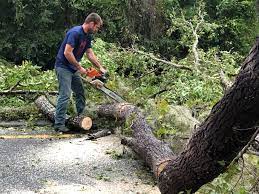 How Our Tree Care Process Works  in  Durham, NC